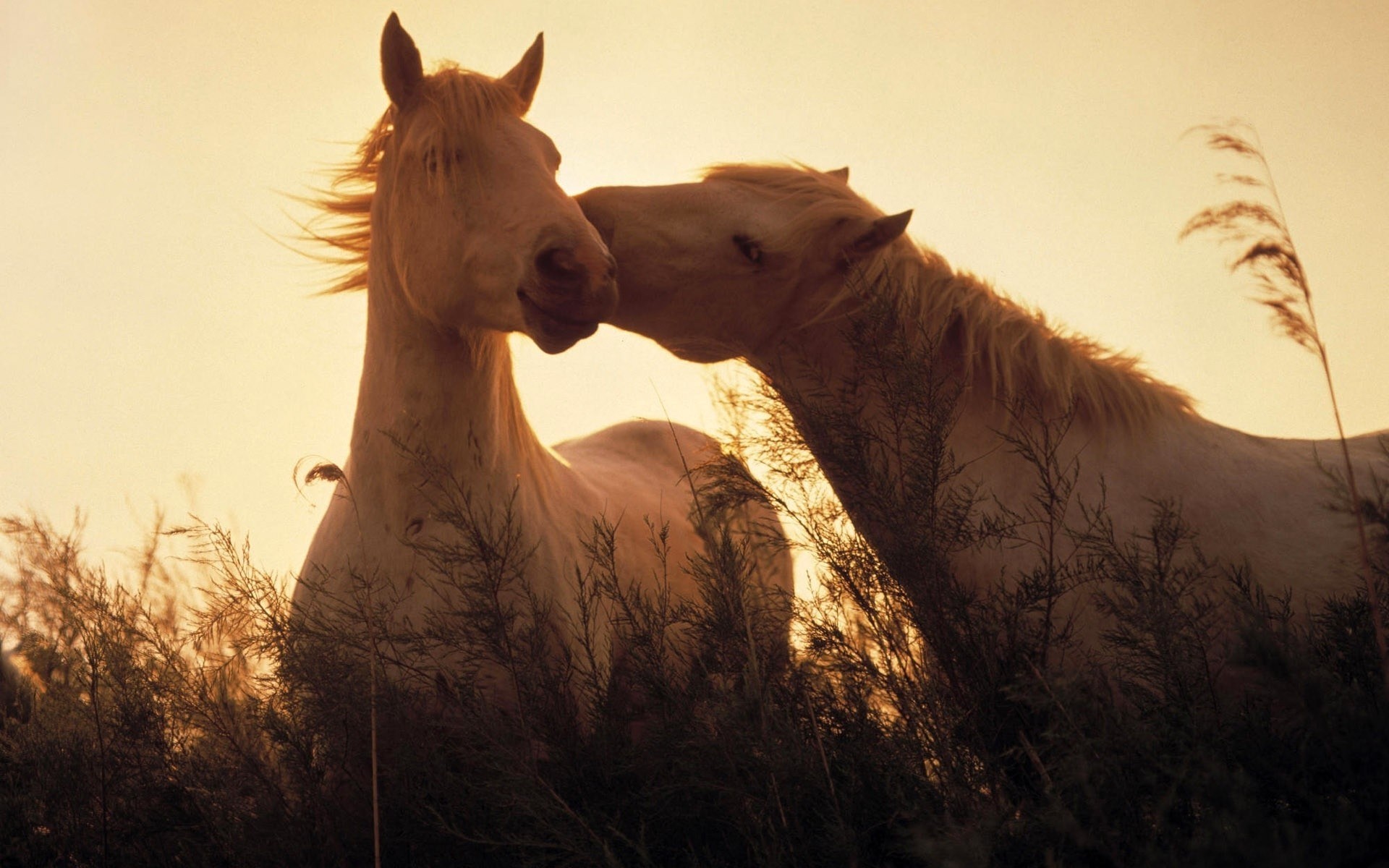 animales mamífero caballería animal retrato puesta de sol naturaleza solo cielo mare paisaje granja al aire libre hierba caballos