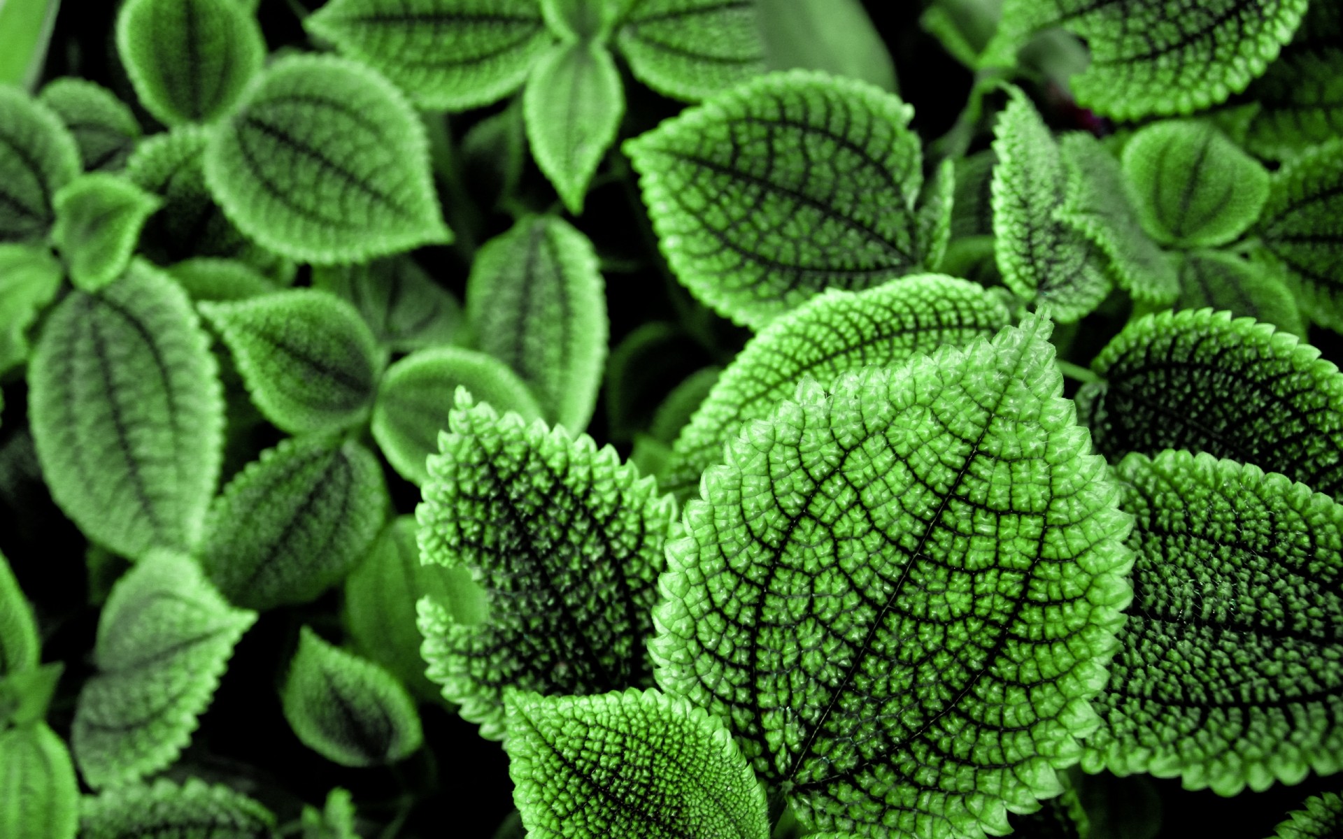 plantes feuille médecine nature flore croissance bureau jardin gros plan environnement à base de plantes à l extérieur