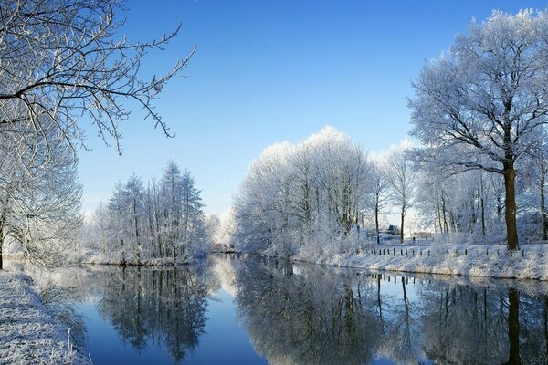 Lac d hiver avec des arbres enneigés