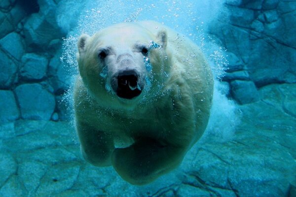 Eisbär schwimmt unter Wasser