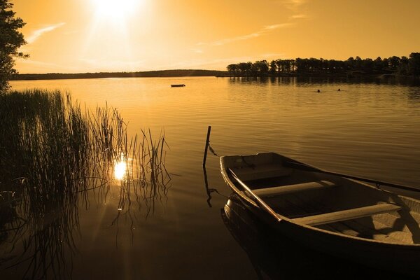 Bote de remos en el lago entre cañas