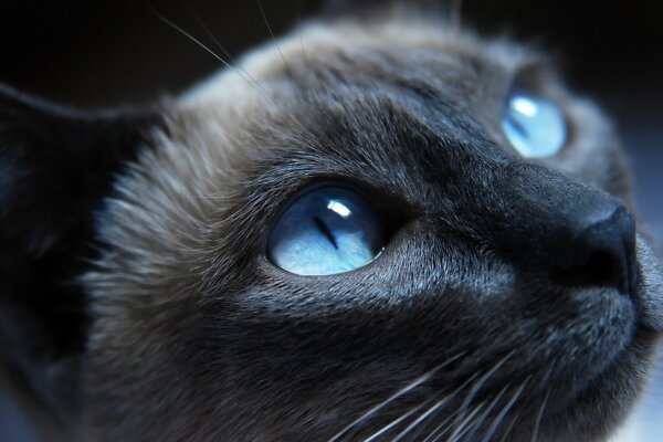 Die blaue Augenfarbe der Katze