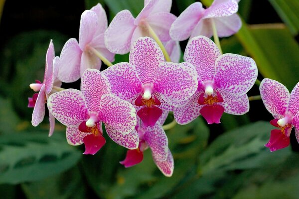 Primo piano dell orchidea tropicale