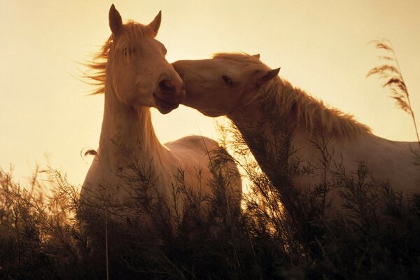 White horses in a field at sunset