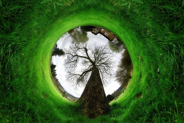 Paisaje de primavera. hierba verde