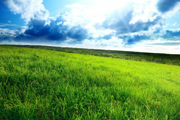 Paisaje de verano. campo de hierba