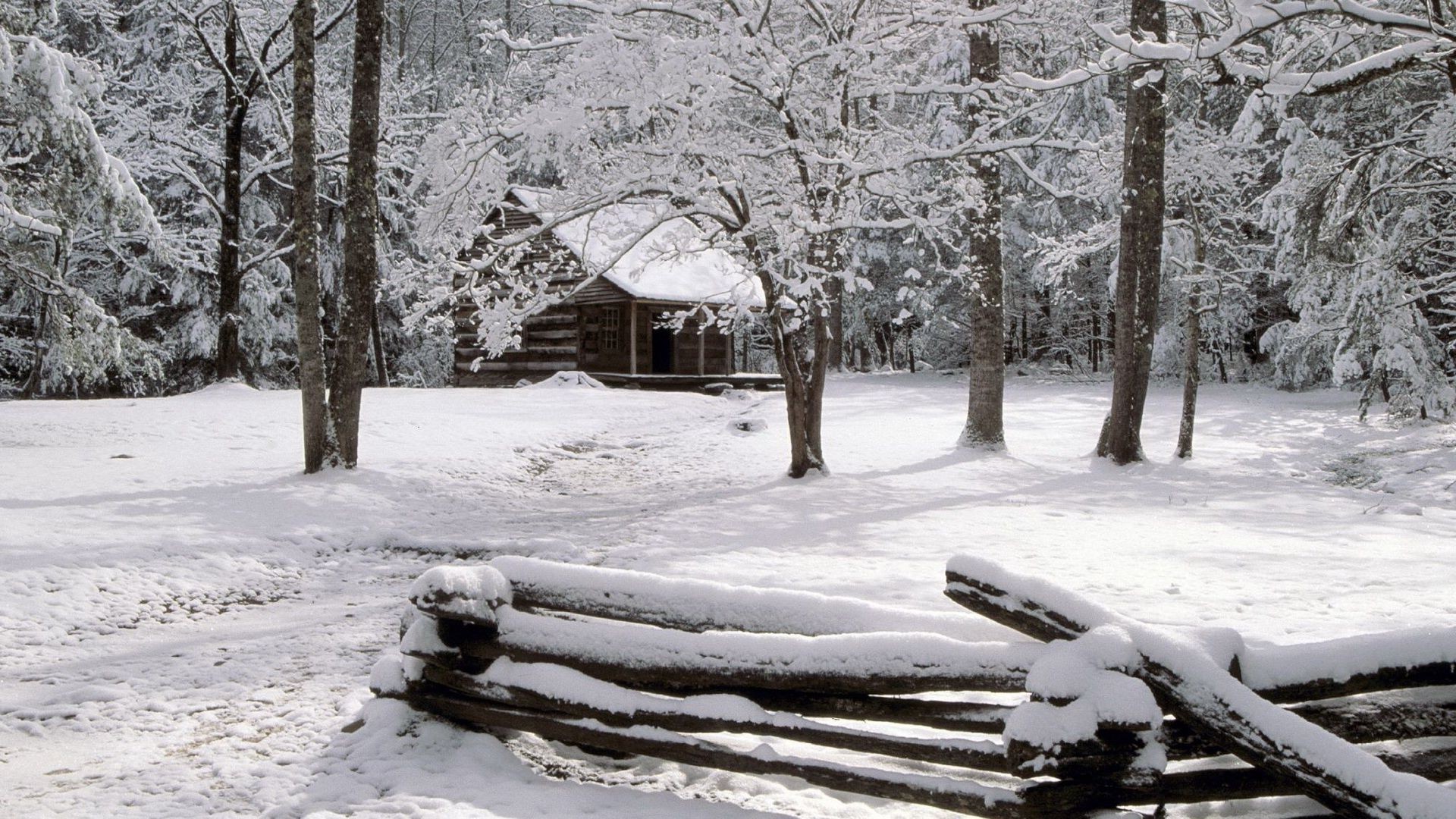 winter snow cold frost ice tree frozen season wood weather snow-white nature landscape snowstorm icy snowy frosty