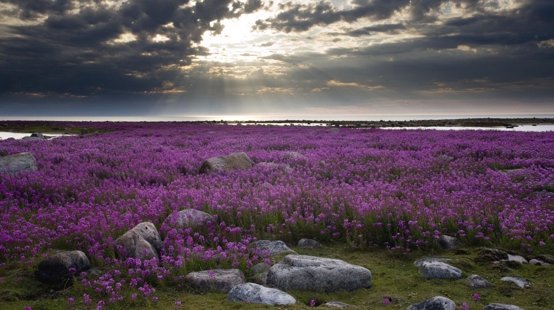 felder wiesen und täler landschaft blume natur im freien weiden feld sonnenuntergang landschaftlich reisen himmel abend heuhaufen