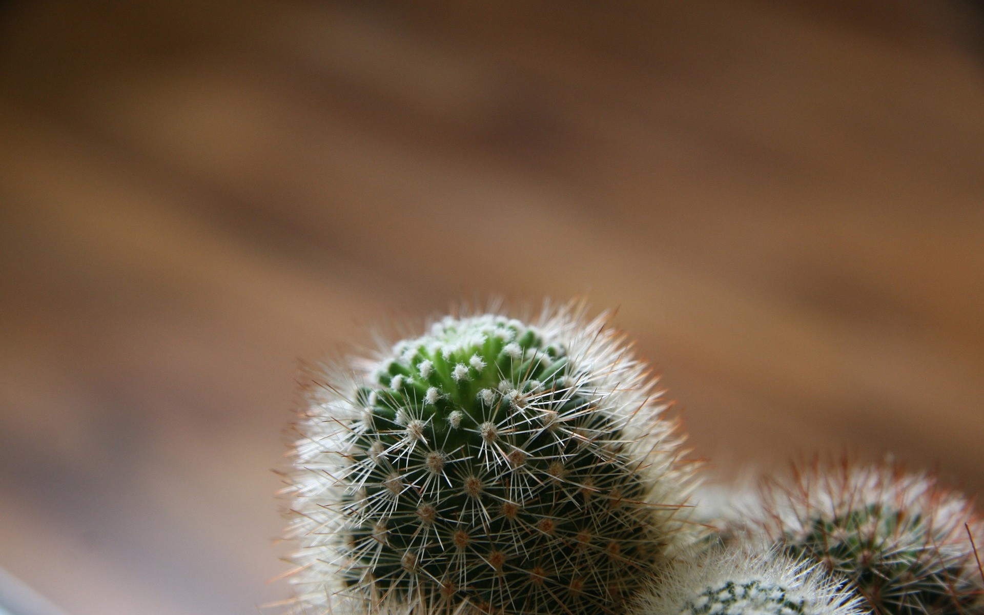 plantes cactus nature désert pointu sec épineux flore colonne vertébrale croissance fleur feuille à l extérieur pic aiguille petit