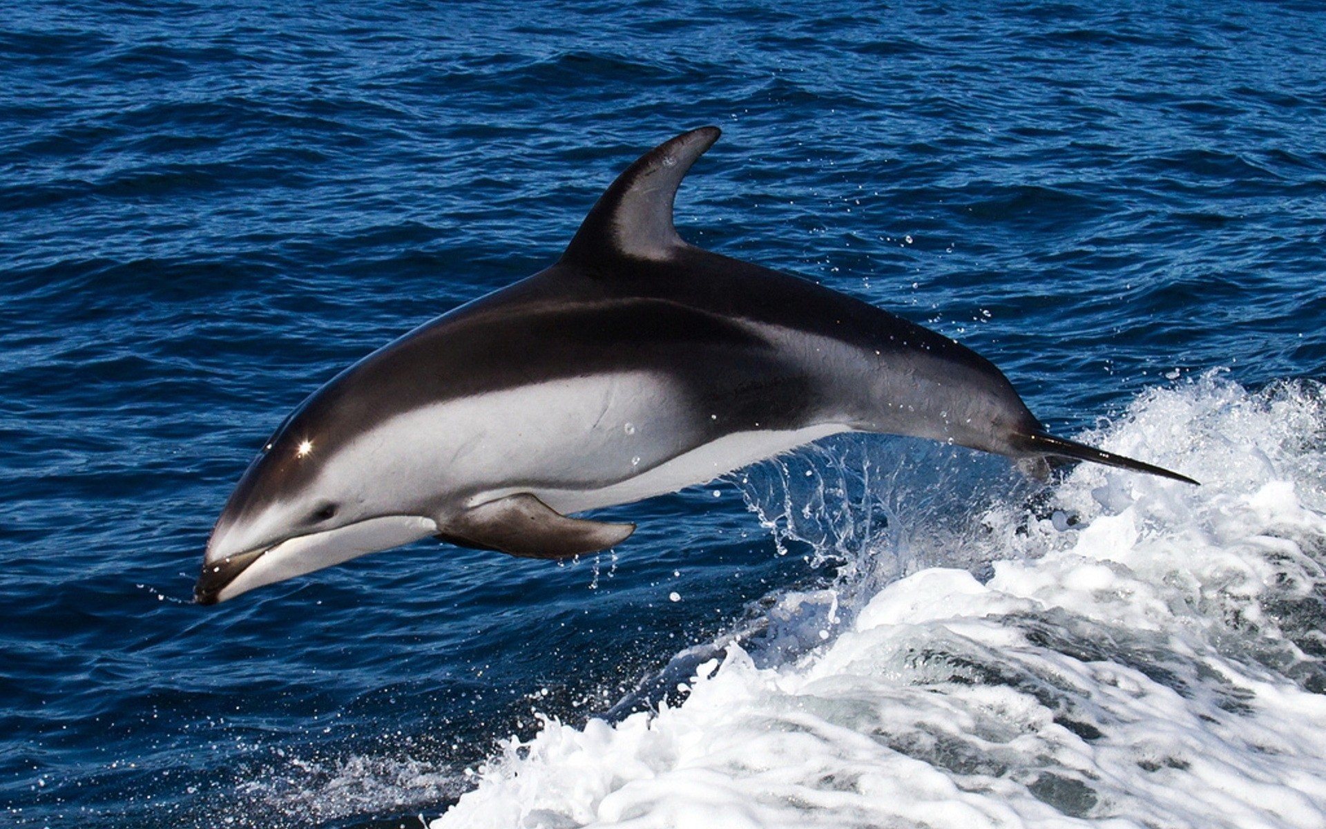 animaux ventilateur dauphin baleine eau océan mammifère fin mer natation poissons