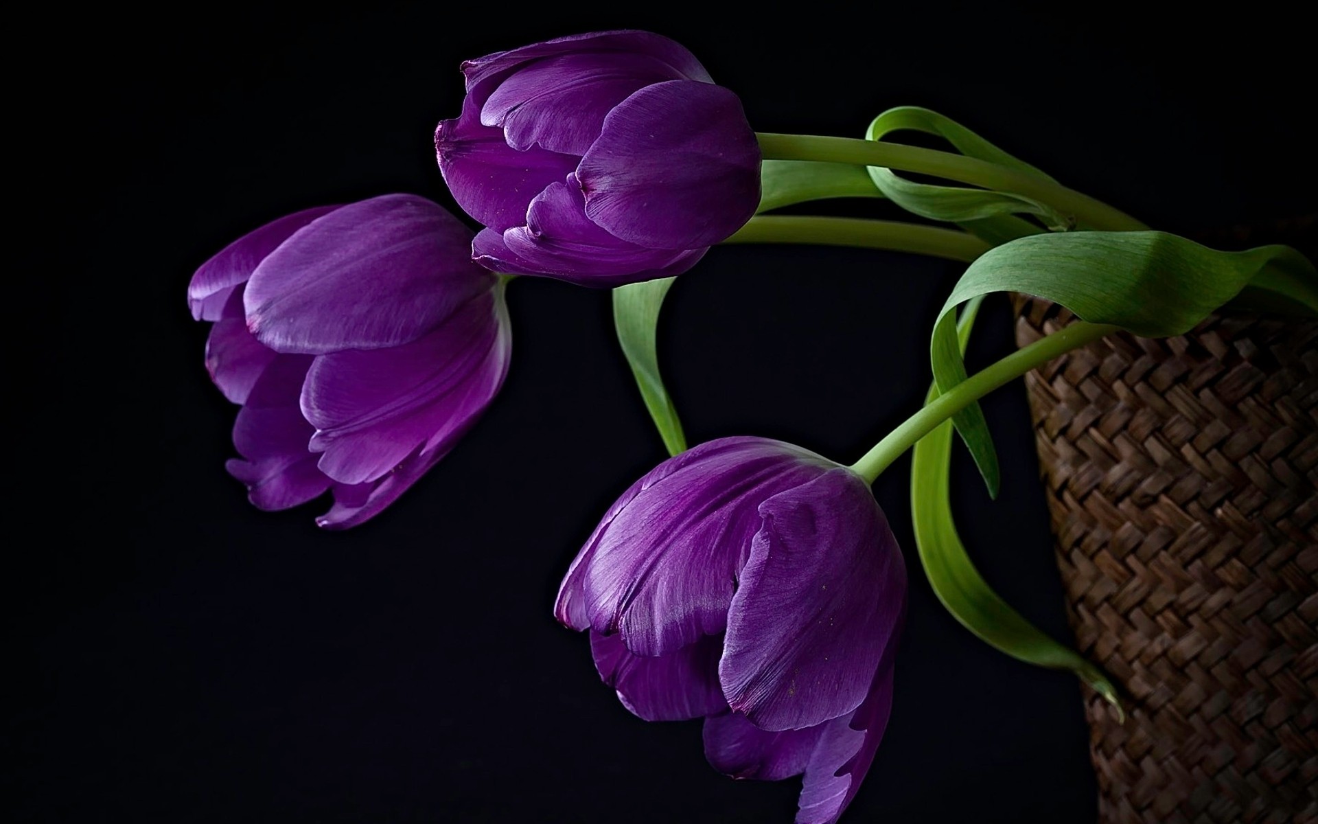 fleurs fleur flore nature feuille jardin floral couleur belle bluming pétale lumineux bouquet pâques gros plan tulipe loose saison photo fond