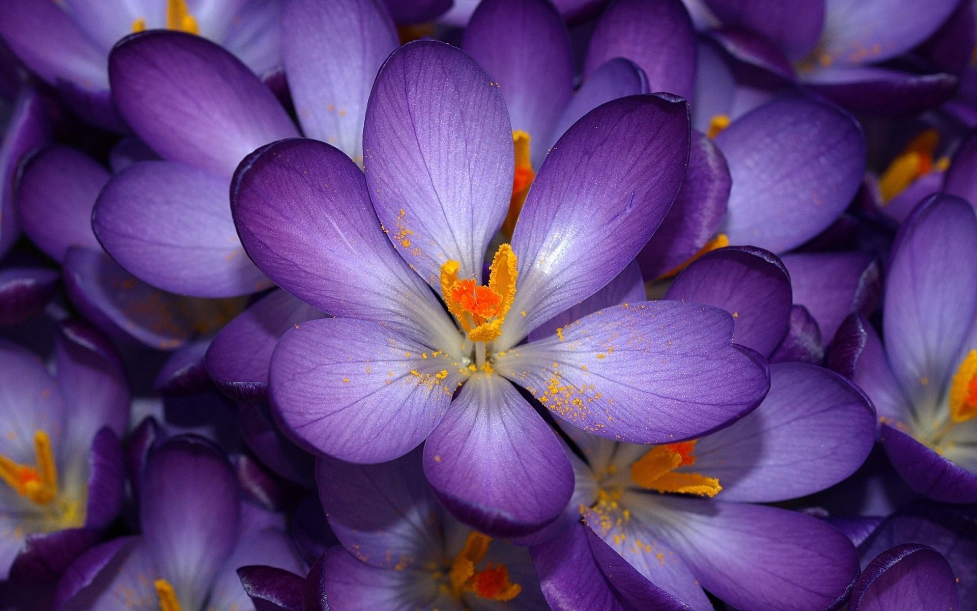 fioletovyj-cvetok.jpg