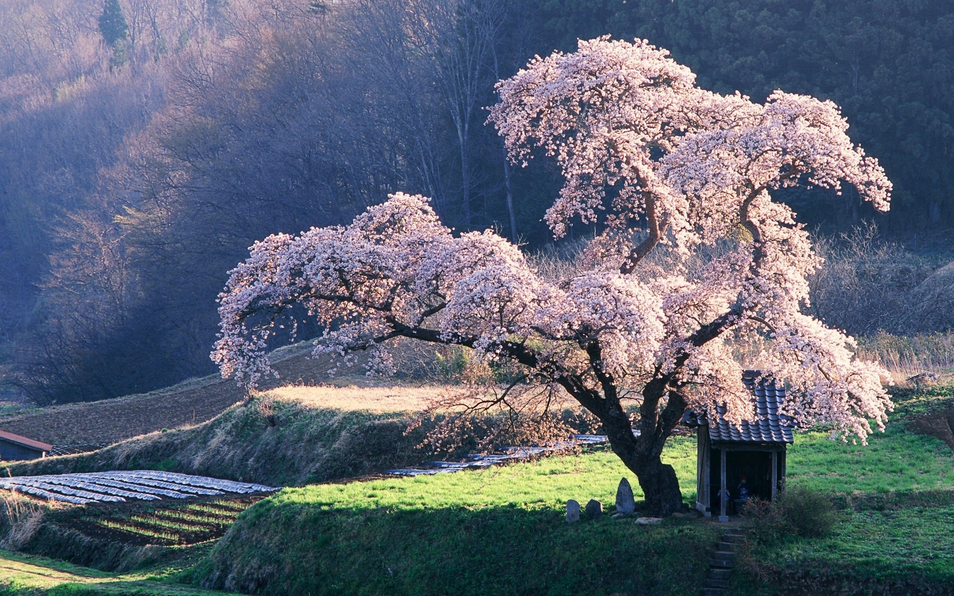 景观 树 景观 自然 户外 旅游 天空 风景 木材 山 草 季节