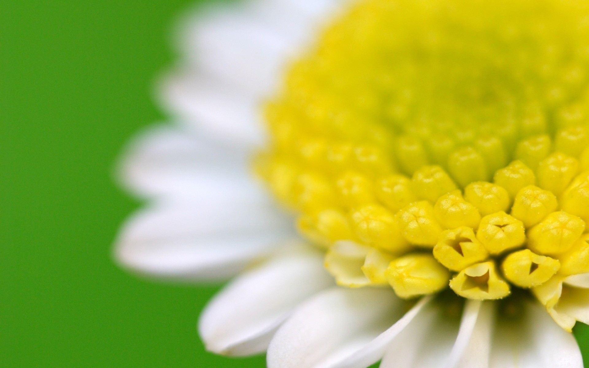 flowers nature flora flower close-up summer bright leaf garden color growth petal beautiful blooming floral