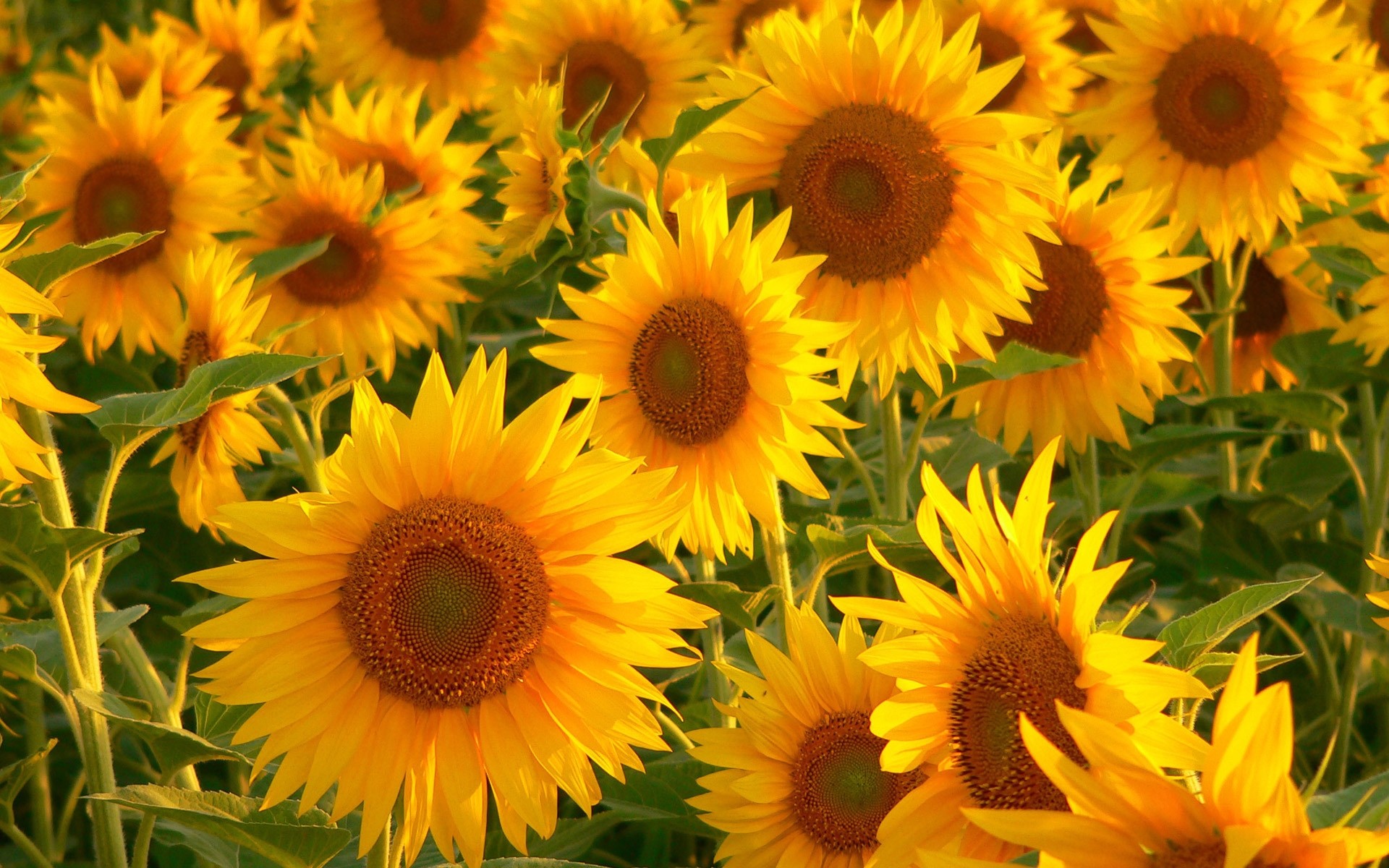 flores flor naturaleza verano flora hoja girasol floral jardín brillante pétalo hermoso color floración crecimiento brillante campo estación soleado sol amarillo fondo plantas