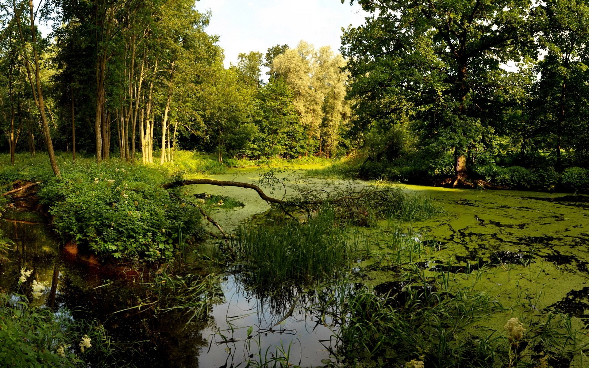 paisaje naturaleza paisaje madera árbol agua al aire libre hoja medio ambiente verano hierba parque escénico río exuberante piscina buen tiempo lago plantas árboles