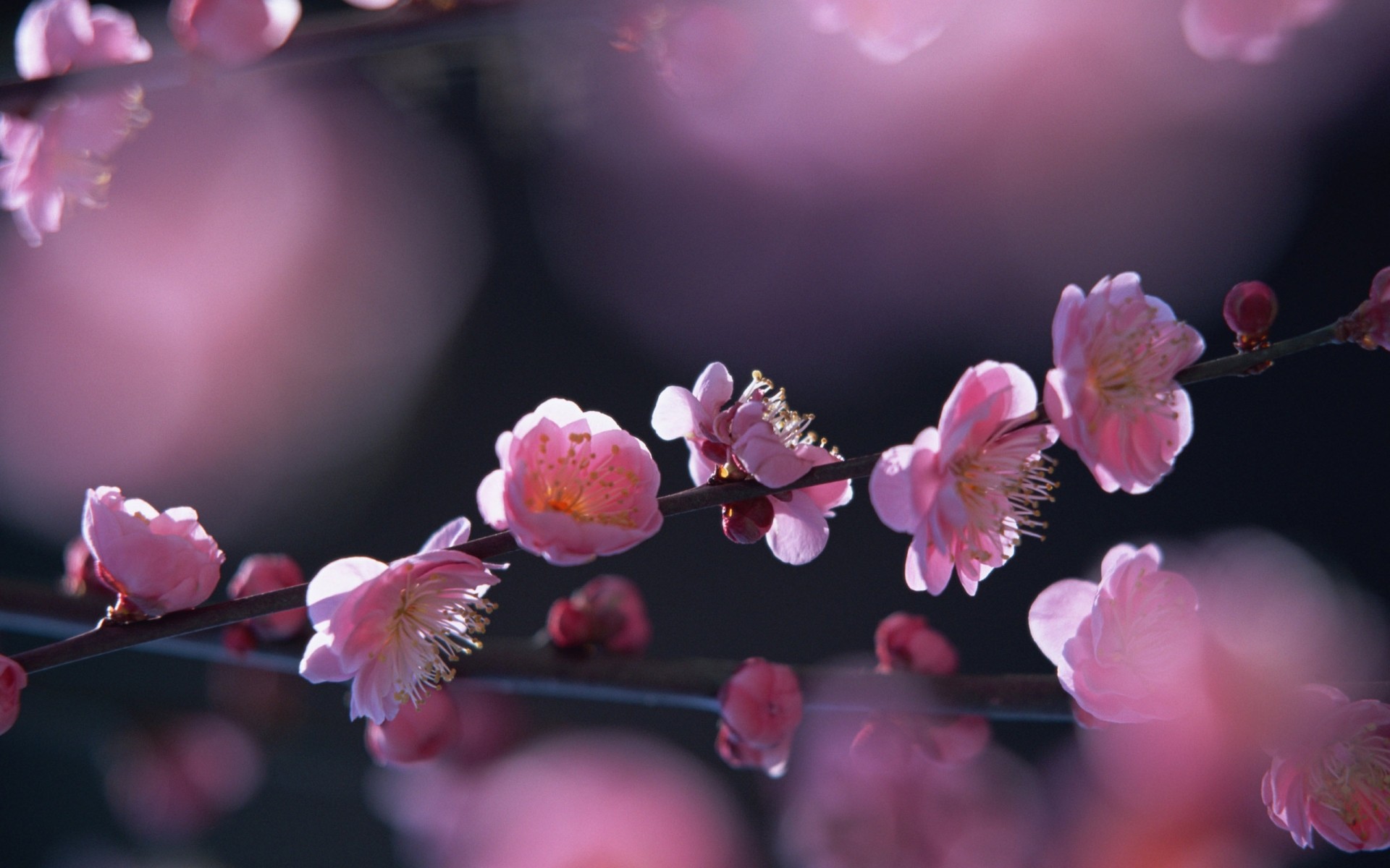 primavera fiore ciliegia natura ramo giardino flora compagno petalo fiore albero pasqua colore floreale foglia delicato mela