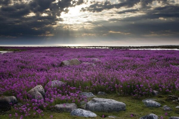 Landschaft. Feld der violetten Blumen bei Sonnenuntergang