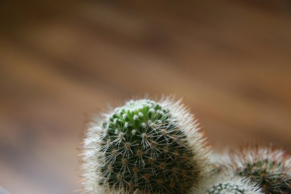 Cactus on a wooden floor background