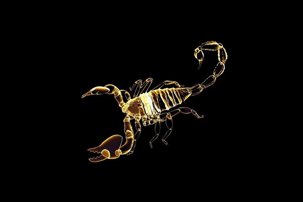 Golden scorpion on a dark background