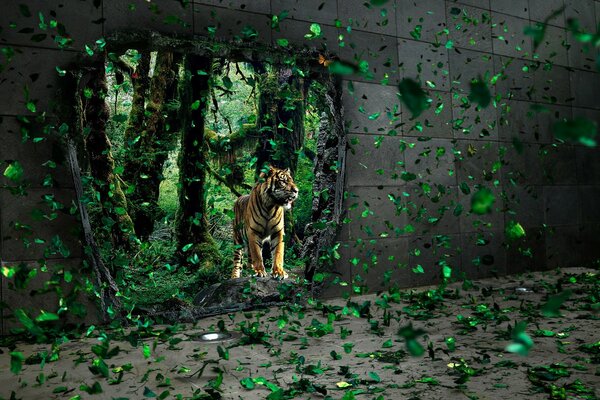 A predatory tiger walks through the forest