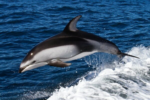 Delfino che nuota con grazia nel mare