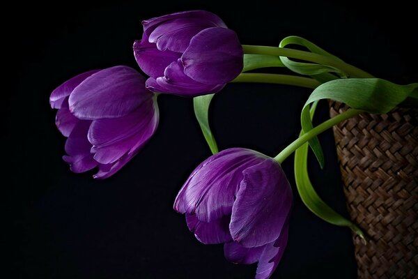 Drei Blumen auf schwarzem Hintergrund