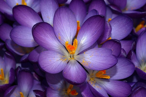 Schöne lila Blume mit orangefarbenem Stößel