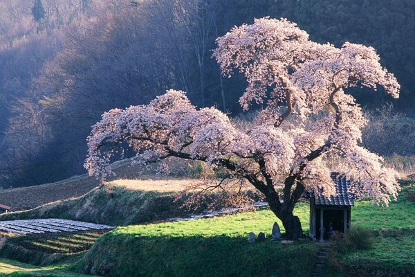 Märchenhafte Landschaft. blühende Sakura