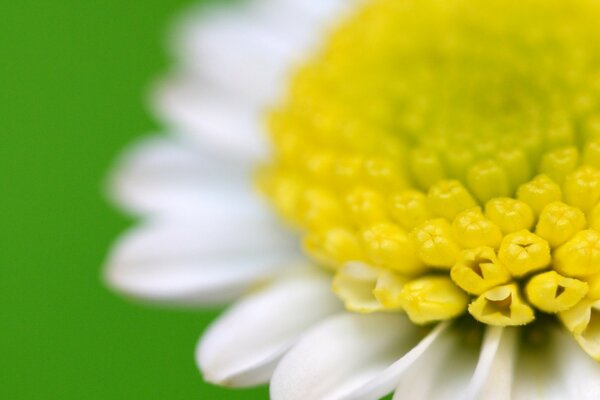 Blumen hautnah. Kamille. Grüner Hintergrund. Kleine Sonne