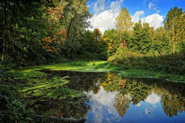 Cuerpo de agua abandonado en el bosque de otoño