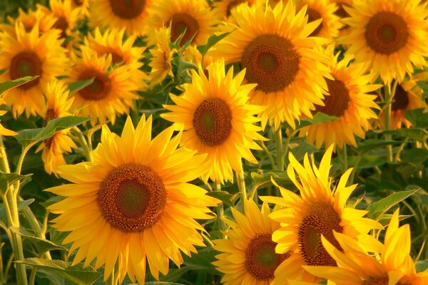 Campo di girasoli ai raggi del tramonto