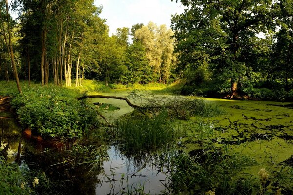 Paysage forestier. rivière de la forêt