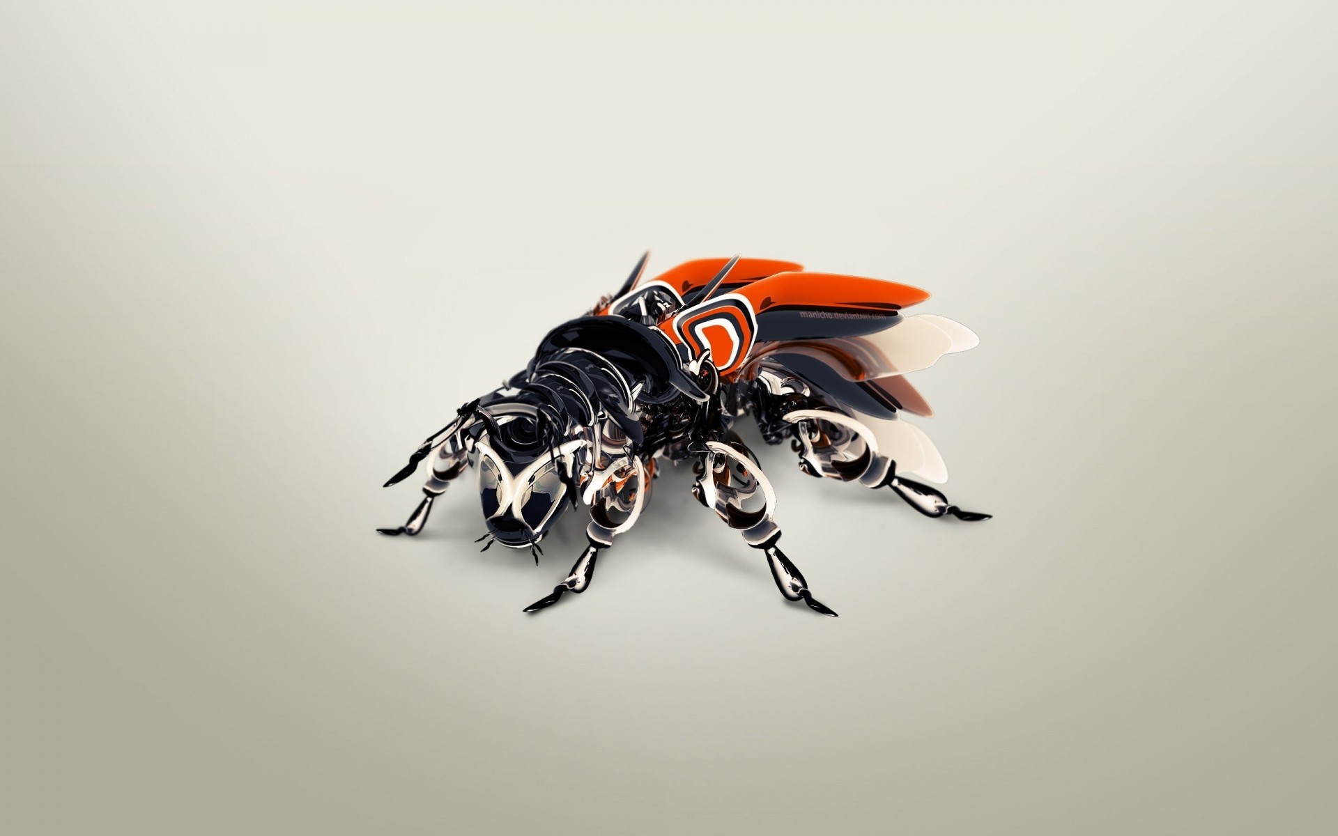 abstract insect animal desktop fly wing nature wildlife