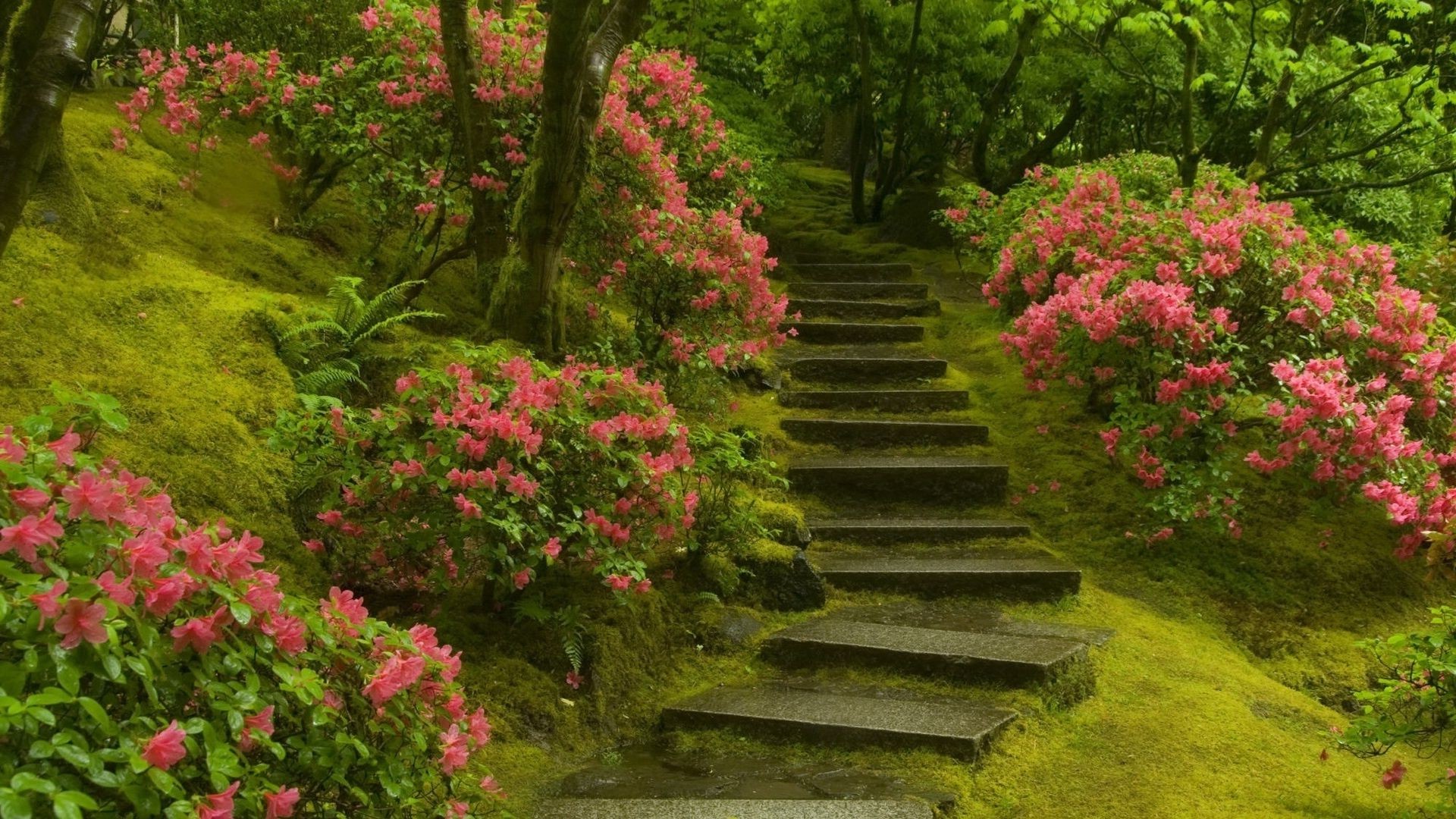 parques flor jardim folha parque árvore natureza rododendro ao ar livre madeira paisagem caminho flora exuberante verão guia arbusto crescimento arboreto