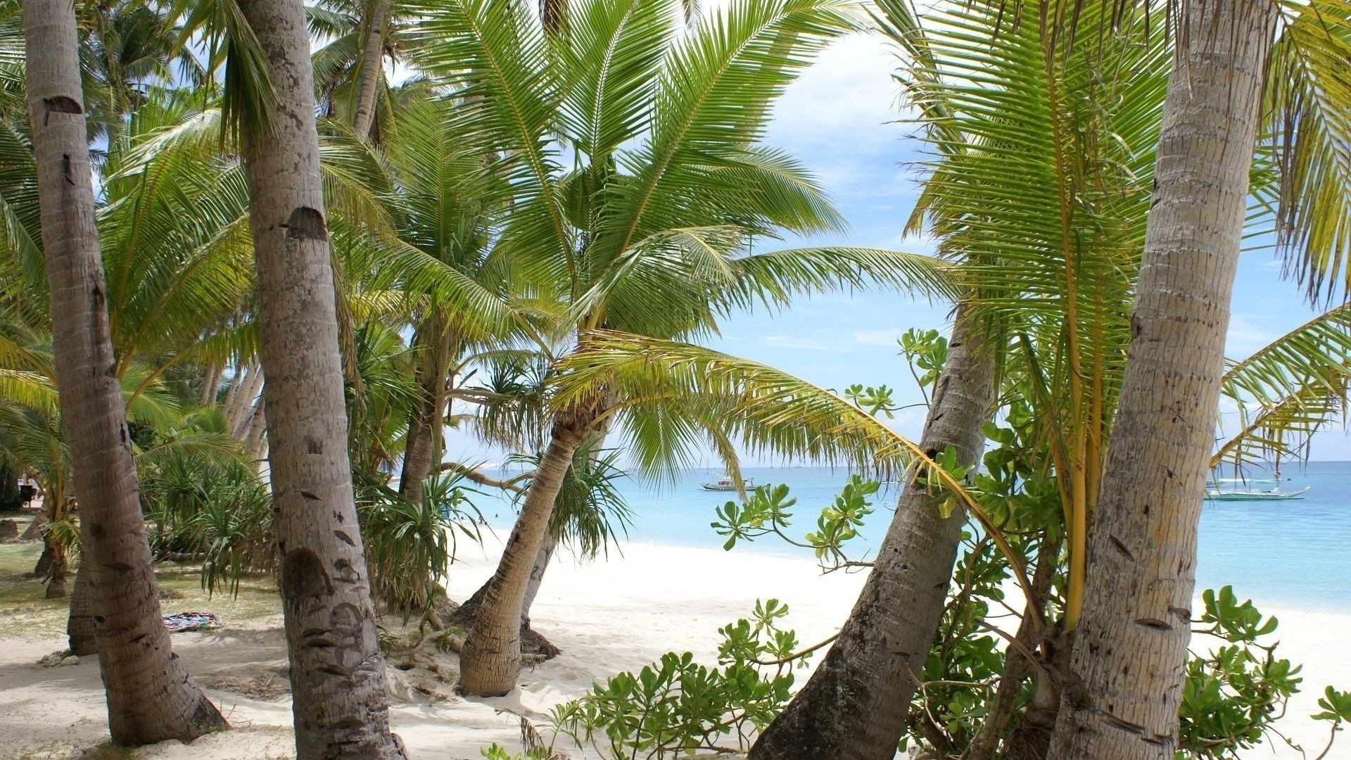 forêt tropical plage été palmier arbre vacances voyage nature sable mer exotic eau île océan paradis beau temps soleil en plein air station