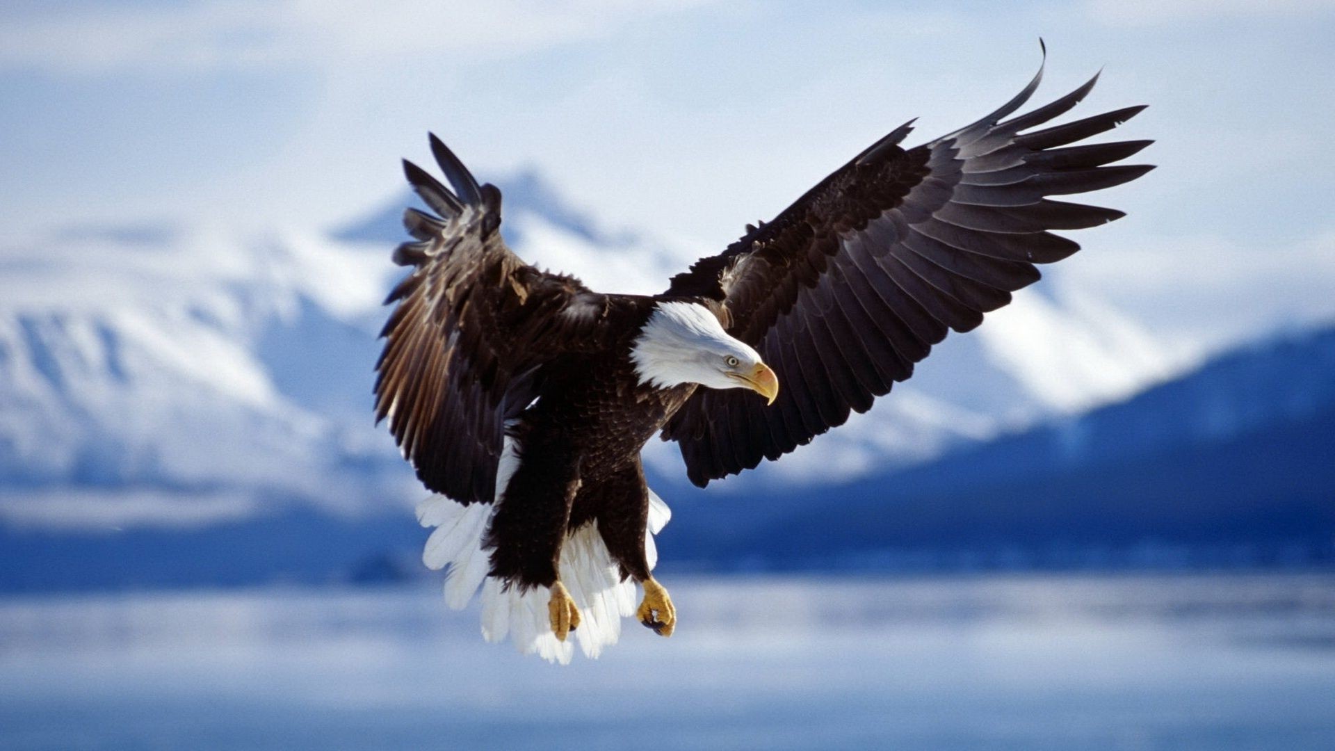 birds of prey raptor bird eagle wildlife bald eagle prey nature animal outdoors bald flight wild freedom vulture