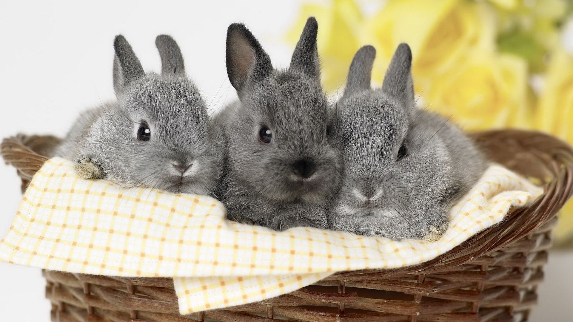 conejos cesta abajo pascua doméstico conejo lindo mascota trenzado pequeño conejito