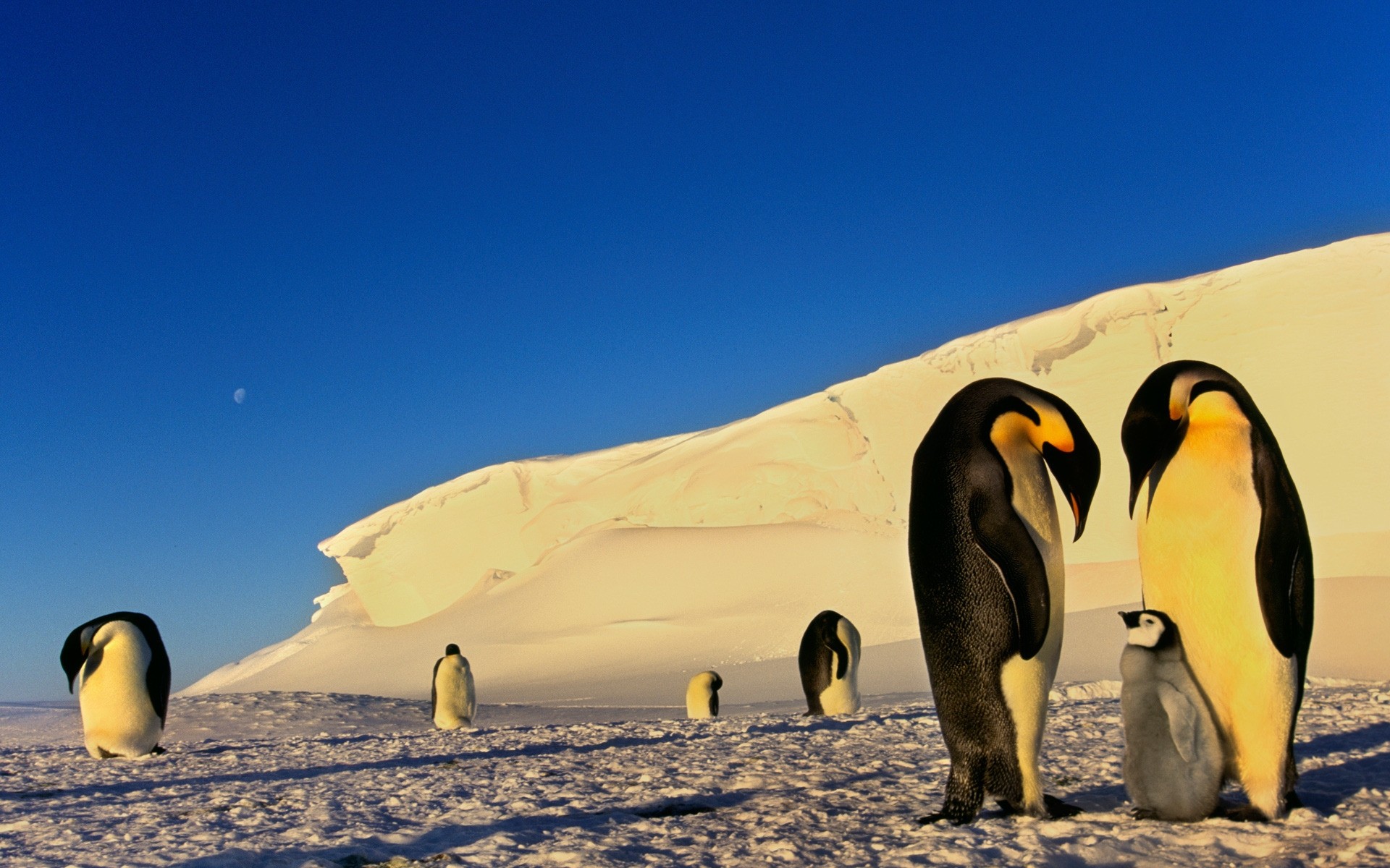 animals ocean travel sea daylight water beach bird frosty outdoors seashore sky snow landscape two winter cold nature one wildlife ice penguins