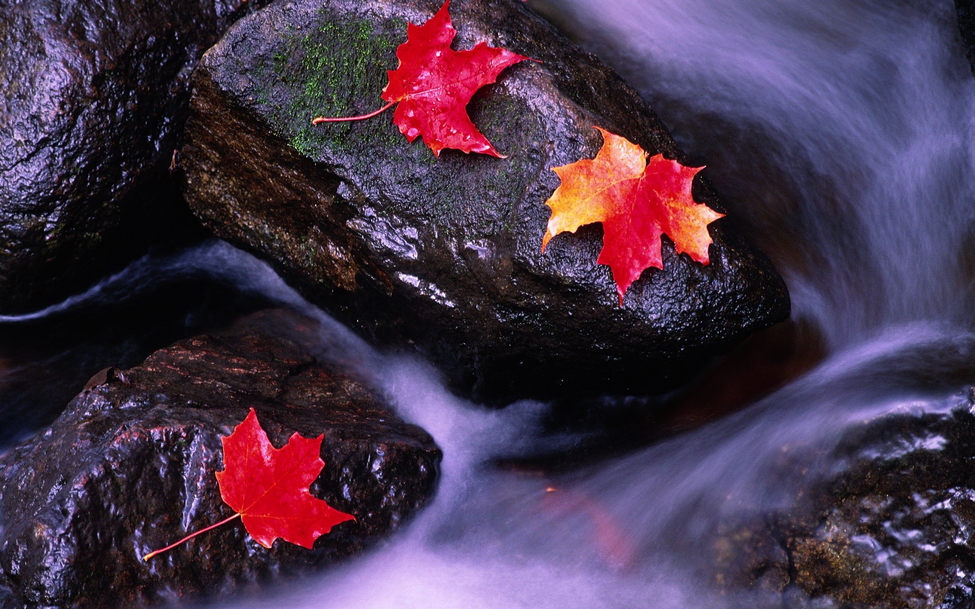 autumn rock nature outdoors