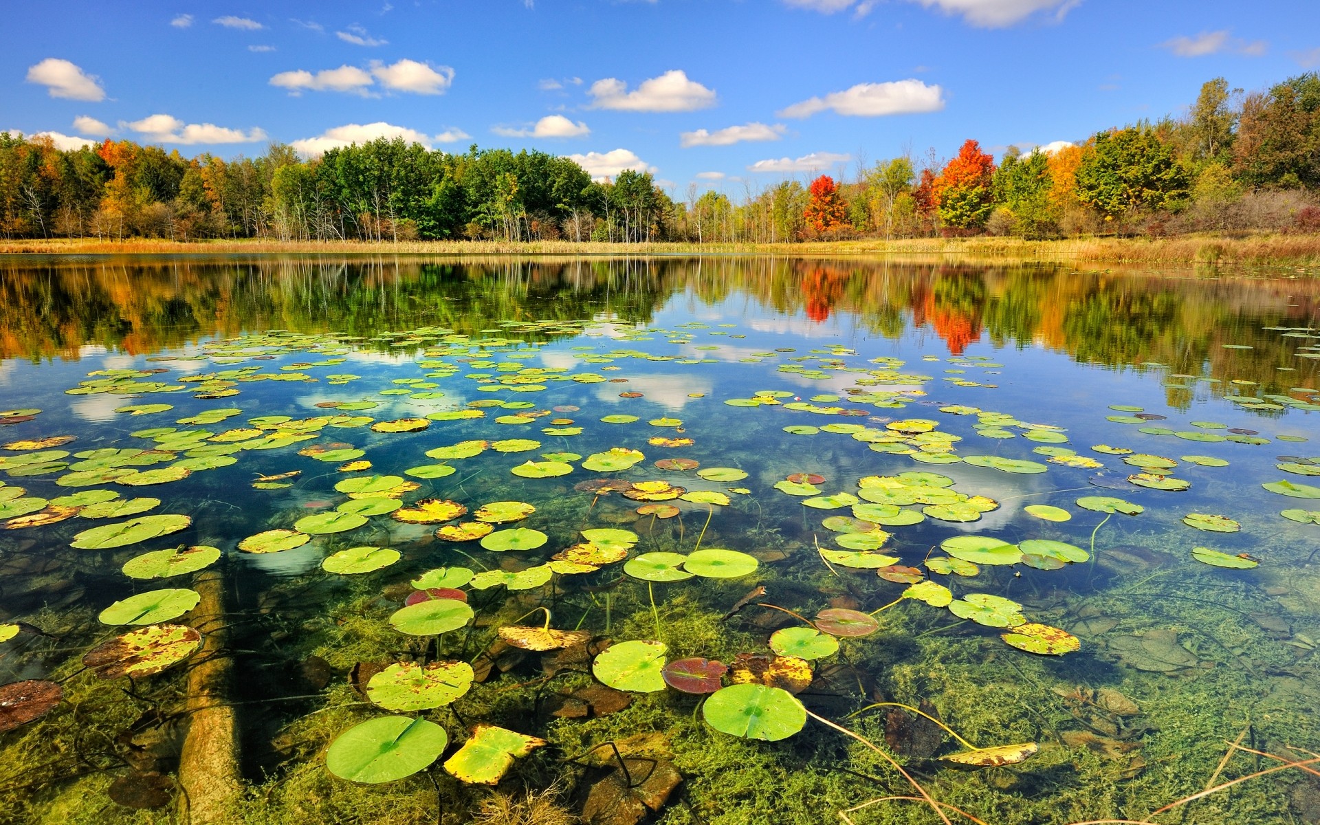 landscapes pool water lake reflection nature landscape river leaf park scenic beautiful outdoors wood tree season composure environment color travel trees plants