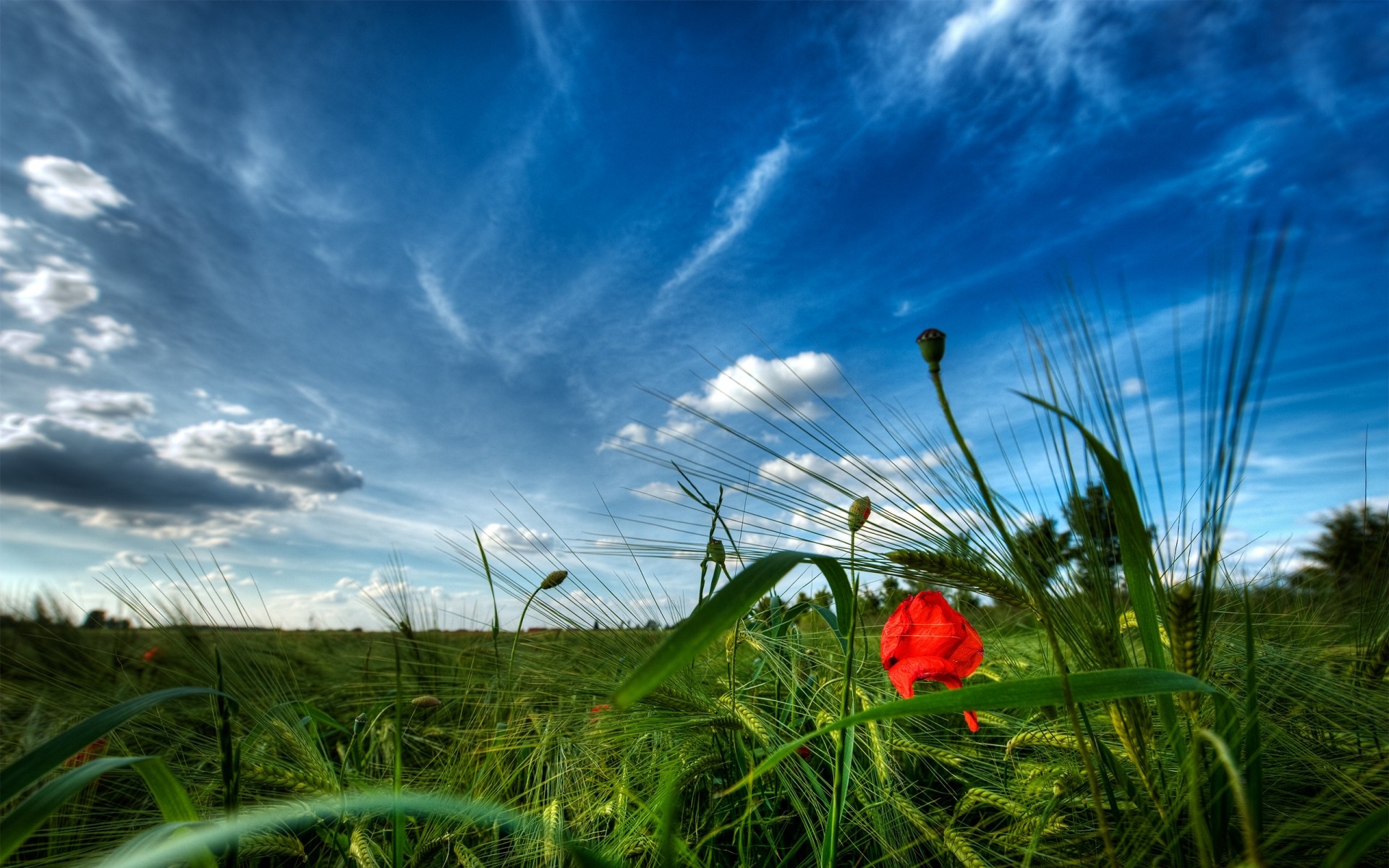 paysage herbe ciel champ foin nature paysage été rural nuage soleil fleur ferme pâturage campagne beau temps flore à l extérieur horizon nuageux paysage vert