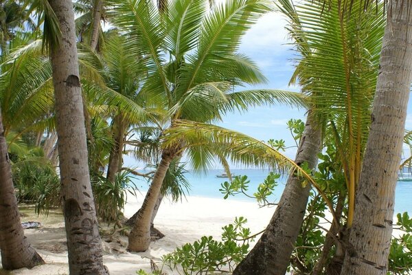 热带海滩与棕榈树