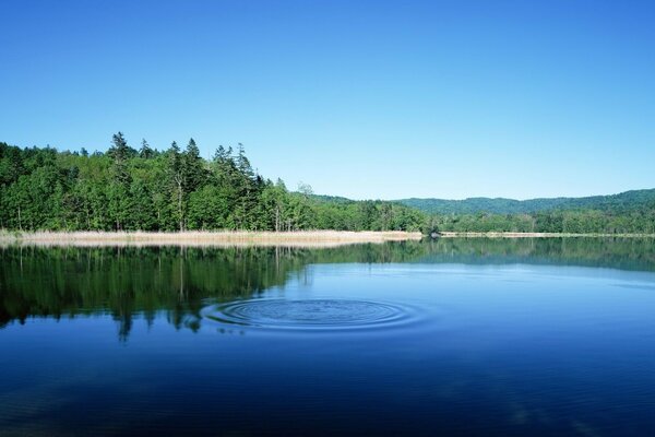 Paesaggio lago della foresta