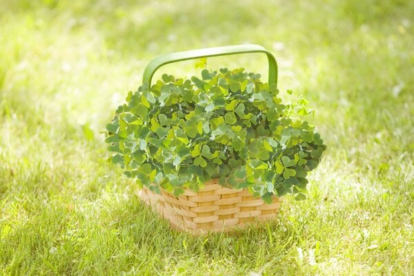 A wicker basket with greenery on the grass. Beautiful rural landscape