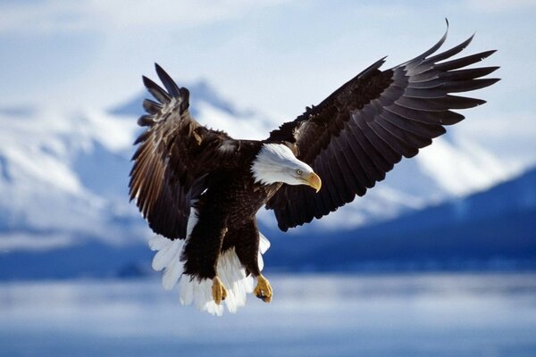 Aquila di montagna che vola allargando le ali