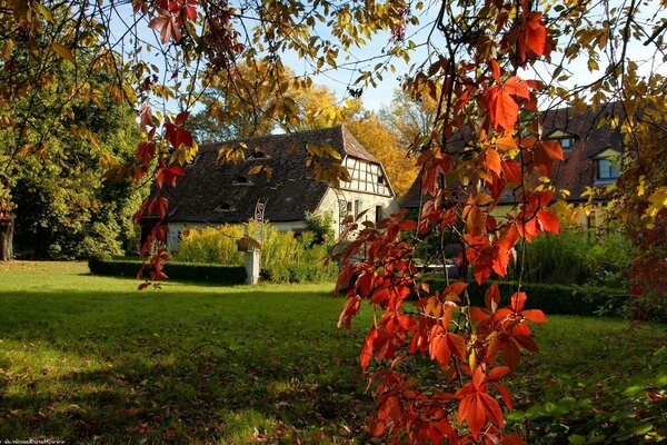 Stagione autunnale con case e gattini più grandi di un albero con foglie