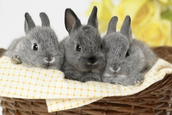 Flauschige Freunde im Korb. Kaninchen Freunde