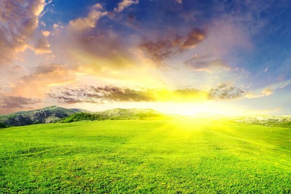 Landscape of a green meadow in sunny weather