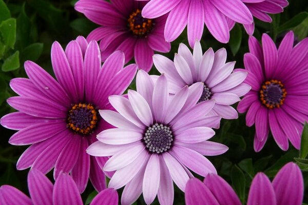 Garden flowers. Exotic flora in the garden